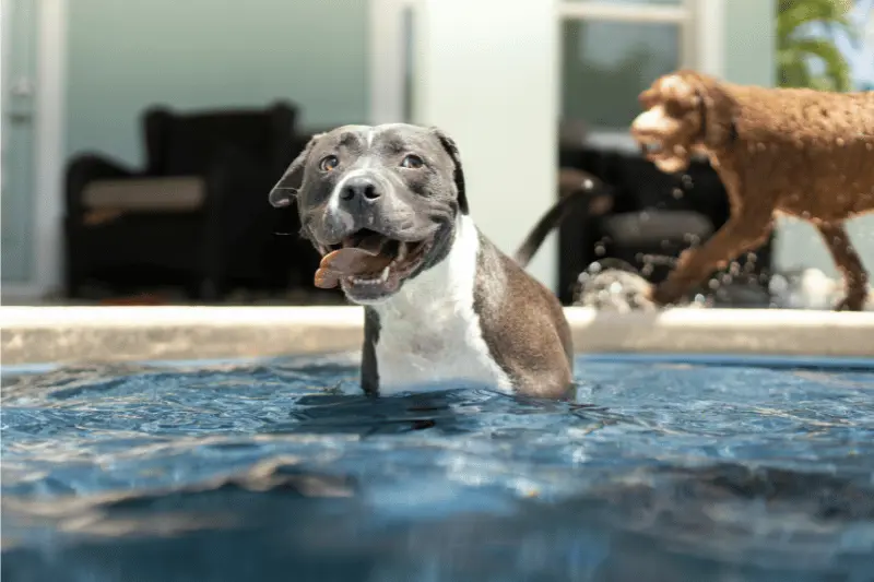 Two dogs, happily playing in a pool on a hot summer day.